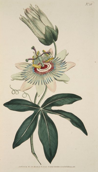 Passiflora Coerulea Mučenka obecná, hospoda. 1786 ručně kolorovaná rytina. od English School