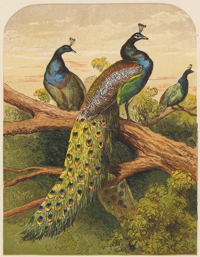 Pávi (barevná litografie) od English School