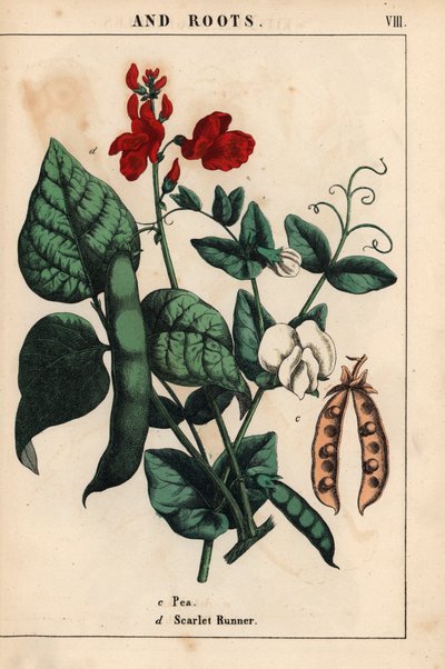 Hrách a fazole se šarlatovými a bílými květy.   , z „Poučné obrázkové knihy aneb lekce ze světa zeleniny“, [Charlotte Mary Yonge], Edinburgh od English School