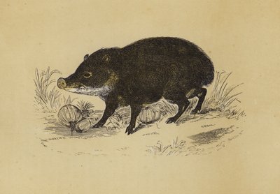 Peccary (barevná litografie) od English School