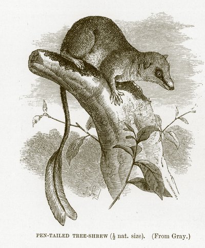 Rejsek stromocasý, ilustrace z Královské přírodní historie od English School