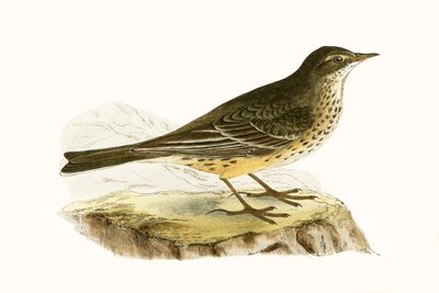 Pennsylvanian Pipit, ilustrace z „Historie ptáků Evropy nepozorovaných na Britských ostrovech“ od Charlese Roberta Bree (1811-86), vydáno 1867 od English School