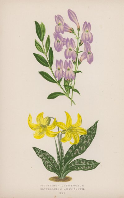 Pentstemon Crassifolium; americké erythronium (barevné litho) od English School