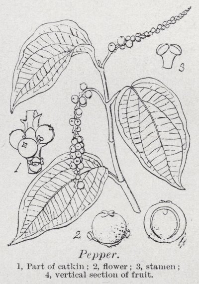 pepř (litho) od English School