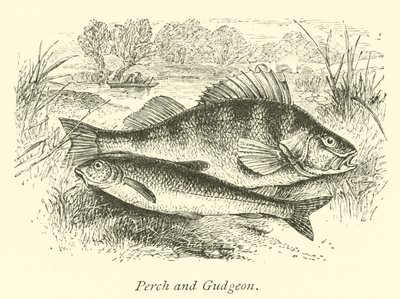Okoun a Gudgeon od English School