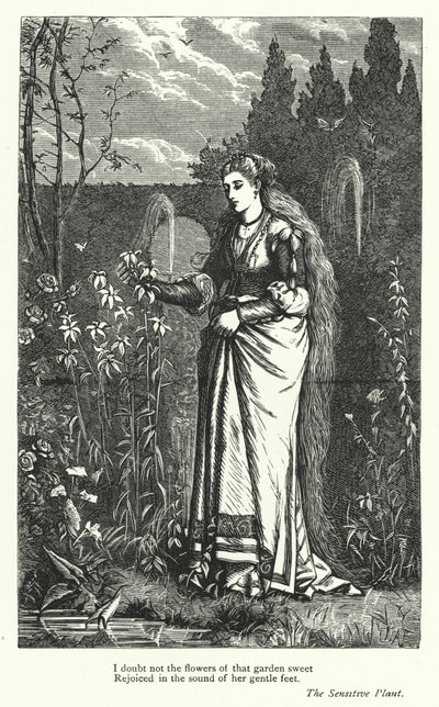 Percy Bysshe Shelley: Shelley Shelsey: Ilustrace k filmu Citlivá rostlina (rytina) od English School