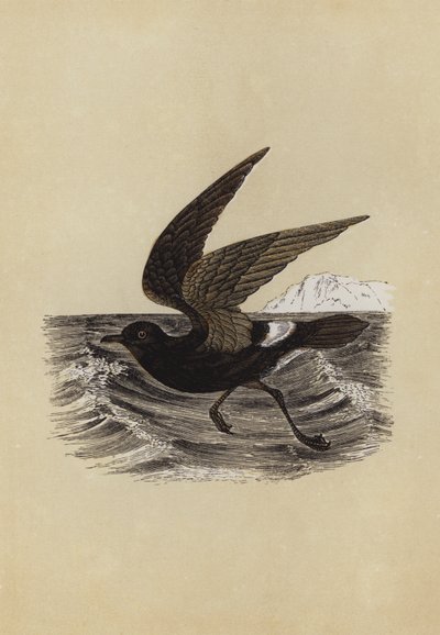 Petrel (barevná litografie) od English School