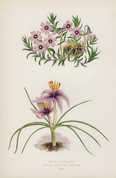 Phlox Subulata; Crocus sativus Greecus (barva lito) od English School