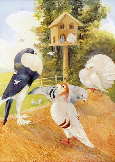 Holubi (barevná litografie) od English School