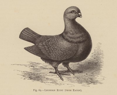 Holubi: Leghorn Runt, od Eatonu (rytina) od English School