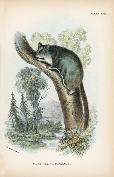 Pigmy Flying-Phalanger od English School