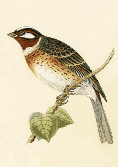 Borovicový strnad, ilustrace z „Historie ptáků Evropy nepozorovaných na Britských ostrovech“ od Charlese Roberta Bree (1811-86), vydáno 1867 od English School