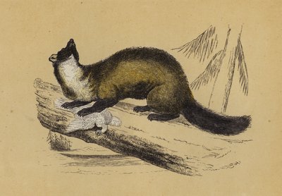 Pine Marten (barevná litografie) od English School