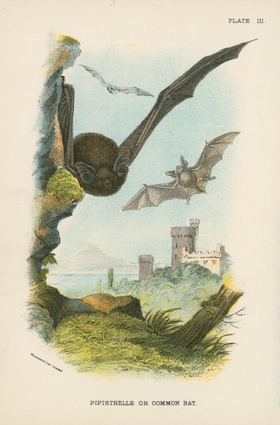 Pipistrelle nebo netopýr obecný od English School