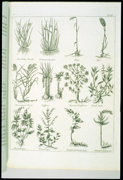 Rostliny od Culpepers English Physician and Complete Herbal, vydané v roce 1790 od English School
