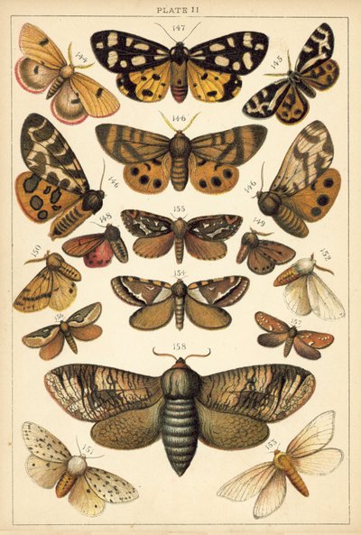 Talíř z motýlů a můr naší země (chromolitho) od English School