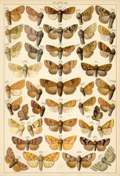 Talíř z motýlů a můr naší země (chromolitho) od English School