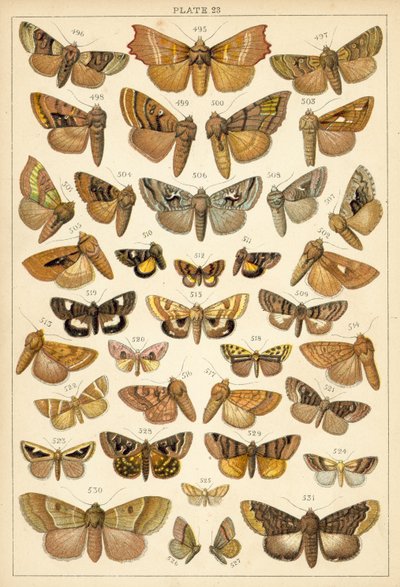 Talíř z motýlů a můr naší země (chromolitho) od English School