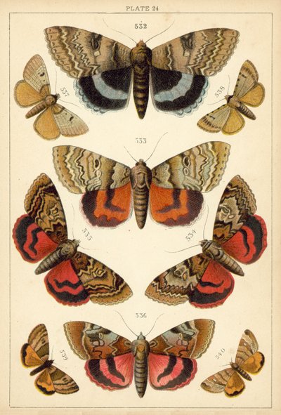 Talíř z motýlů a můr naší země (chromolitho) od English School