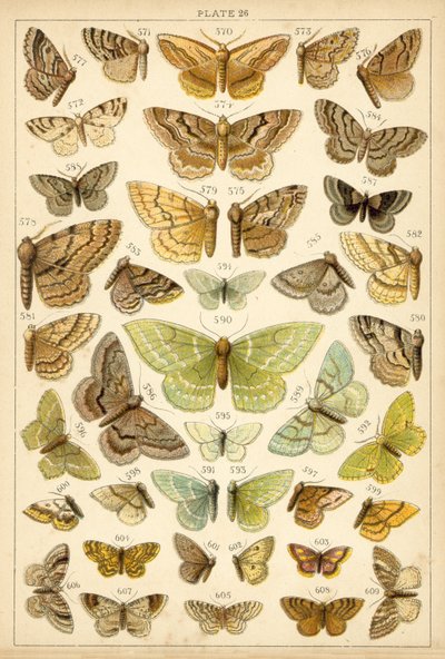 Talíř z motýlů a můr naší země (chromolitho) od English School