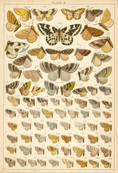 Talíř z motýlů a můr naší země (chromolitho) od English School