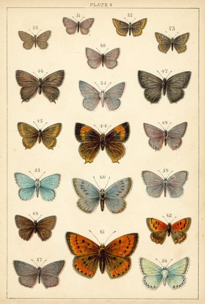 Talíř z motýlů a můr naší země (chromolitho) od English School