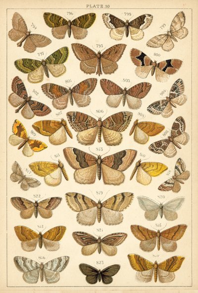 Talíř z motýlů a můr naší země (chromolitho) od English School