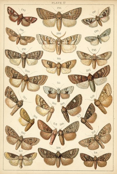 Talíř z motýlů a můr naší země (chromolitho) od English School