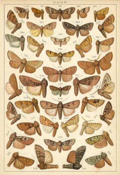 Talíř z motýlů a můr naší země (chromolitho) od English School