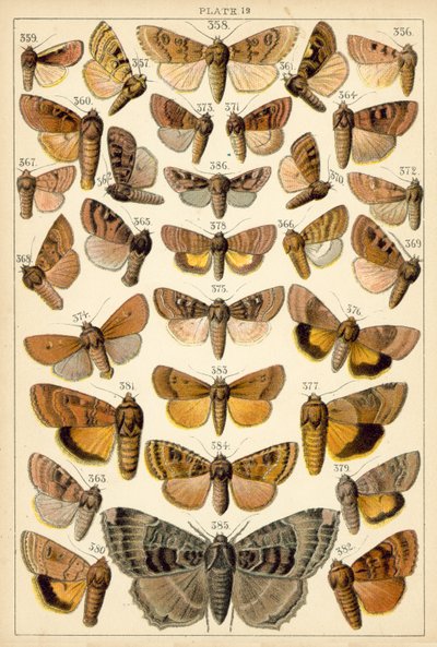 Talíř z motýlů a můr naší země (chromolitho) od English School