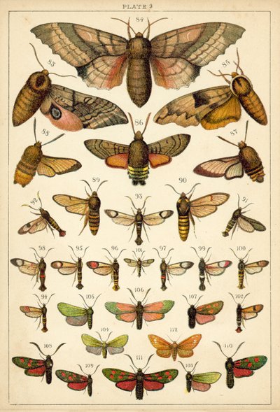 Talíř z motýlů a můr naší země (chromolitho) od English School