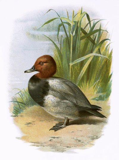 Pochard od English School