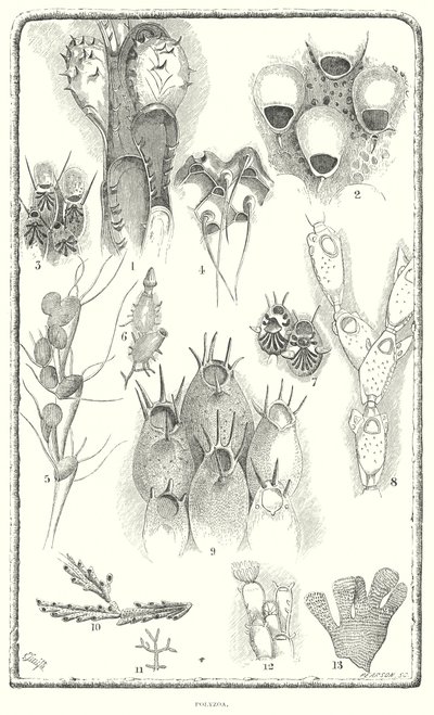 Polyzoo von English School