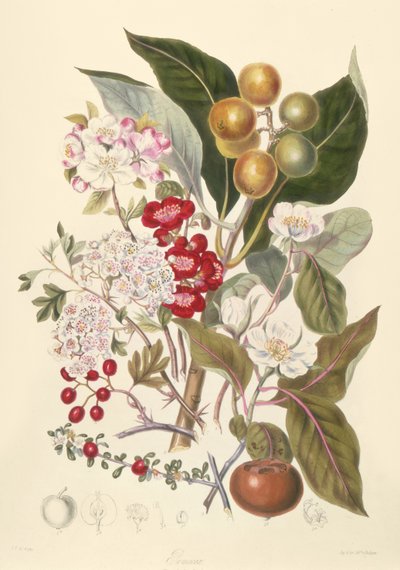 Pomaceae, kmen jablek od English School