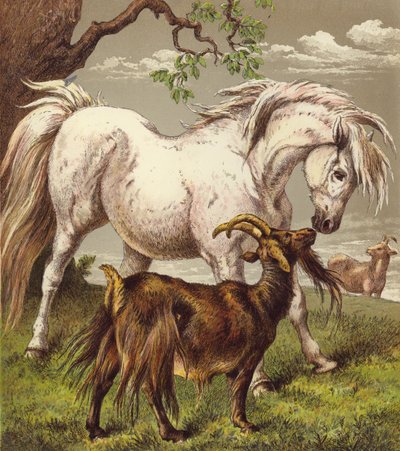 Pony a kozy (barva lito) od English School