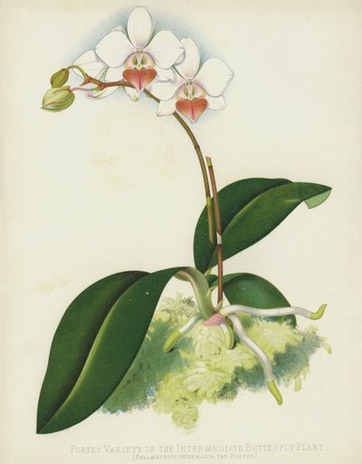 Portes Varieta intermediální rostliny motýlů, Phalaenopsis Intermedia, var Portei od English School