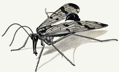 Dravci minulosti (Scorpion Fly) od English School