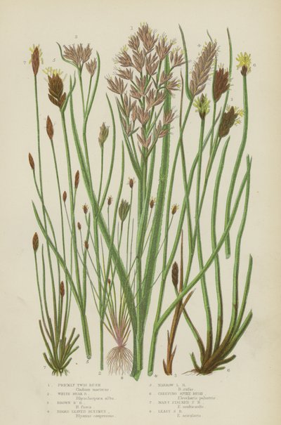 Pichlavá větvička Rush, White Beak Rush, Brown Beak Rush, Broad Leaved Blysmus, Narrow Leaved Blysmus (barevná litografie) od English School