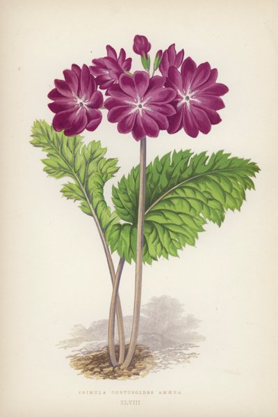 Primula Cortusoides Amoena (barva lito) od English School