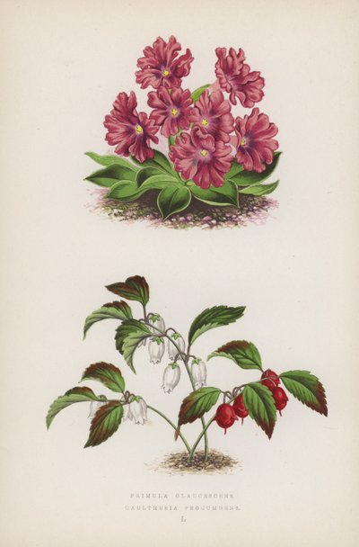 Primula Glaucescens Gaultheria procumbens (barva lito) od English School