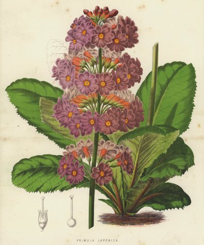 Primula japonská (chromolitho) od English School