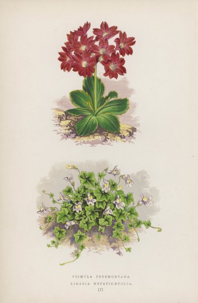 Primula Pedemontana; Linaria Hepaticaefolia (barevná litografie) od English School