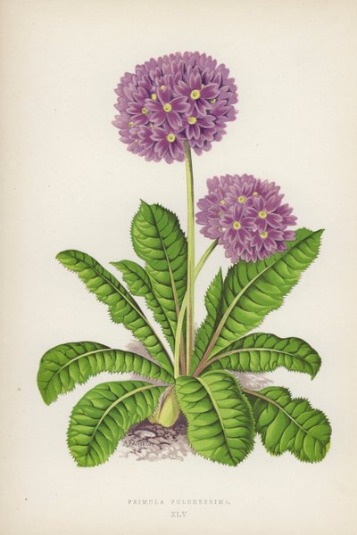 Nejkrásnější sedmikráska (barva litho) od English School