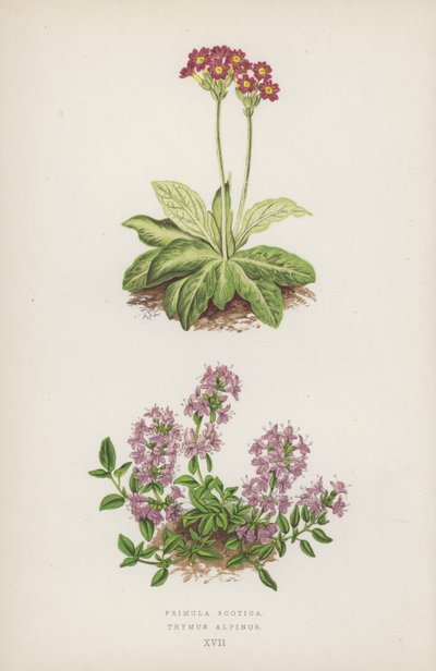 Primula Scotica; Thymus Alpinus (barevná litografie) od English School