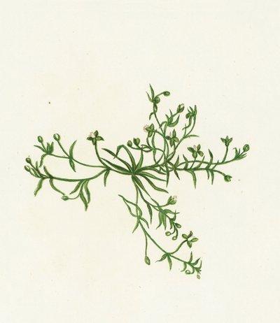 Procumbent Pearl-Wort, Sagina Procumbens od English School