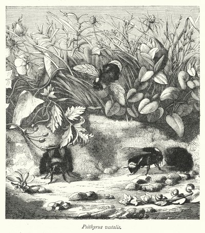 Psithyrus vestalis (rytina) od English School
