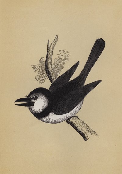 Puff Bird (barva lito) od English School