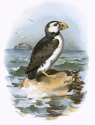 Puffin od English School