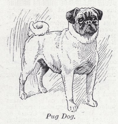 Mops pes (litho) od English School