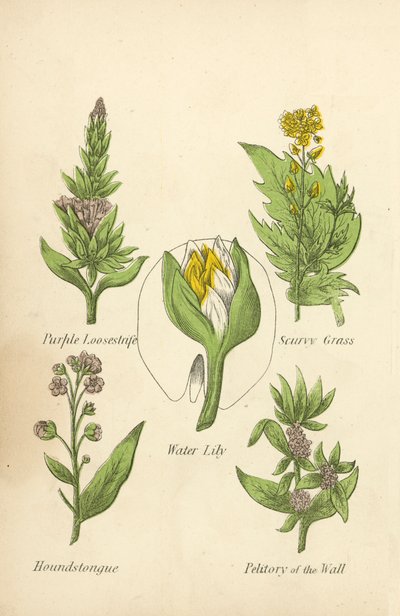 Purple Loosestrife, Scurvy Grass, Leknín, Houndstongue, Petitory of the Wall (barva lito) od English School